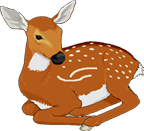 fawn